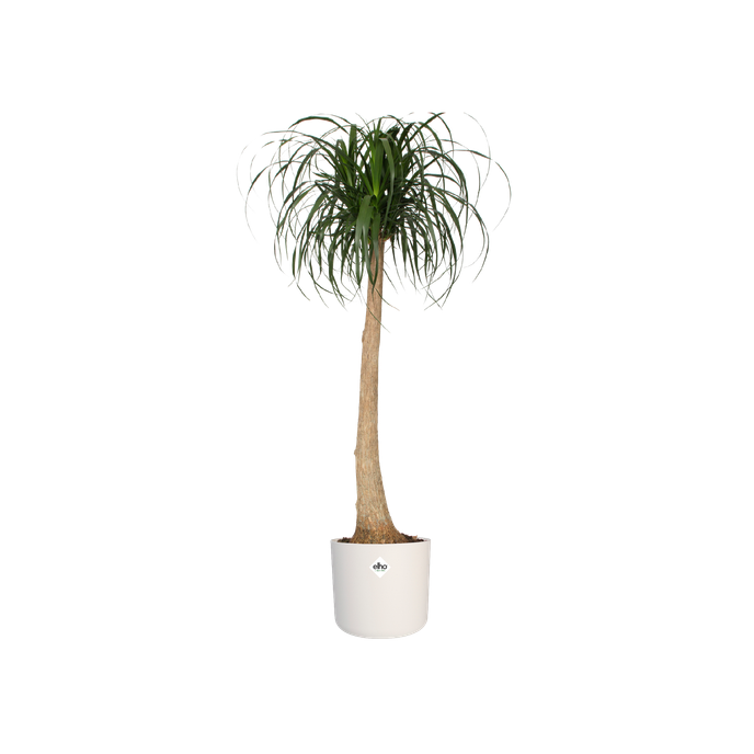 b.for soft round 22cm white